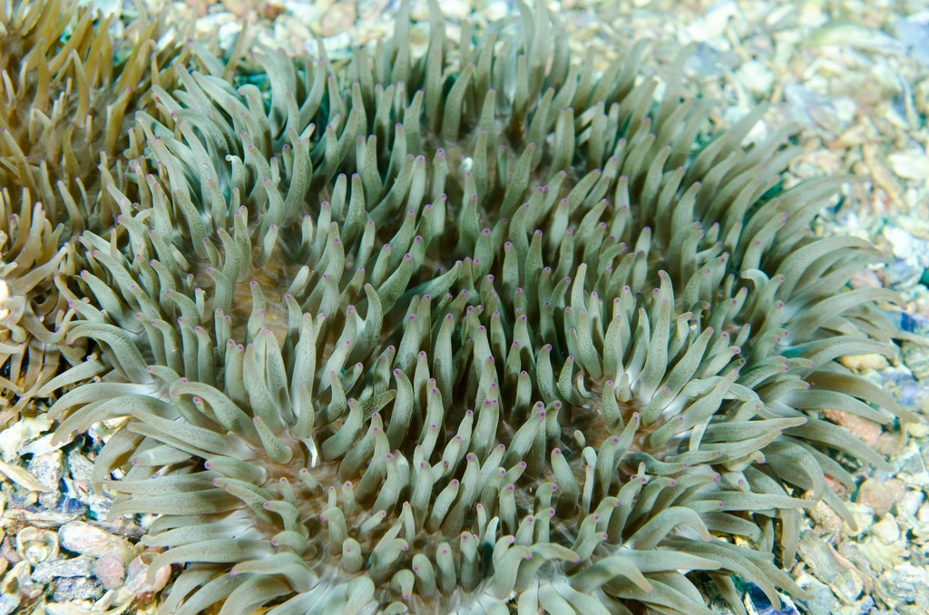 Sebae Anemone