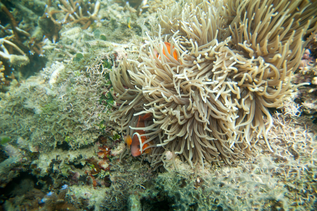 Sebae Anemone
