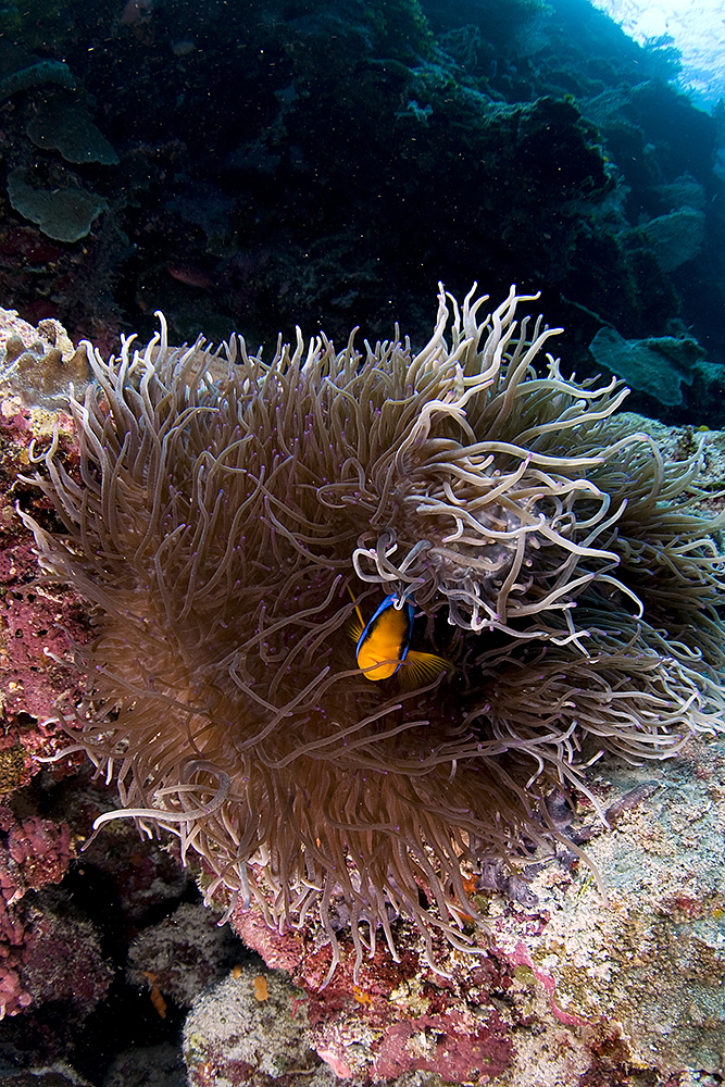 Sebae Anemone