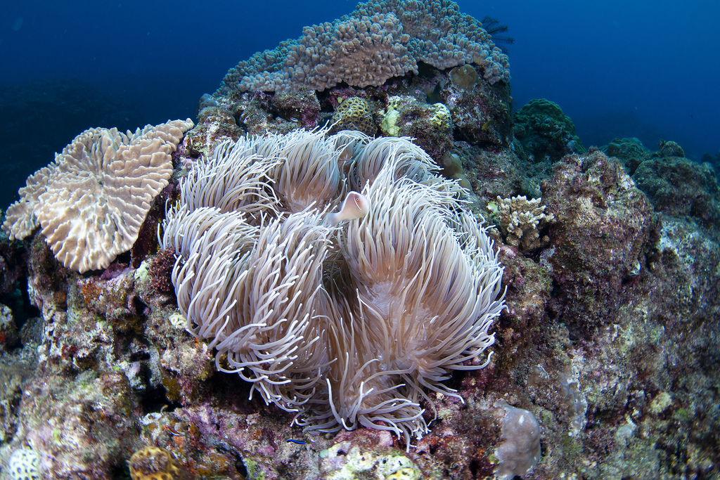 Sebae Anemone