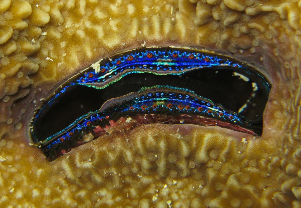 Iridescent Scallop