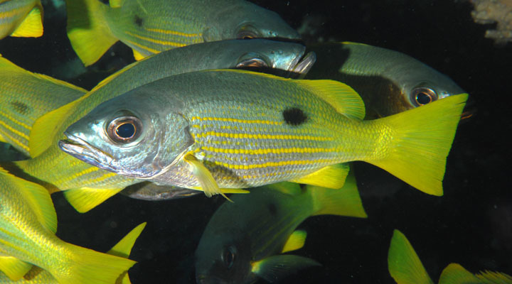 Ehrenberg's Snapper
