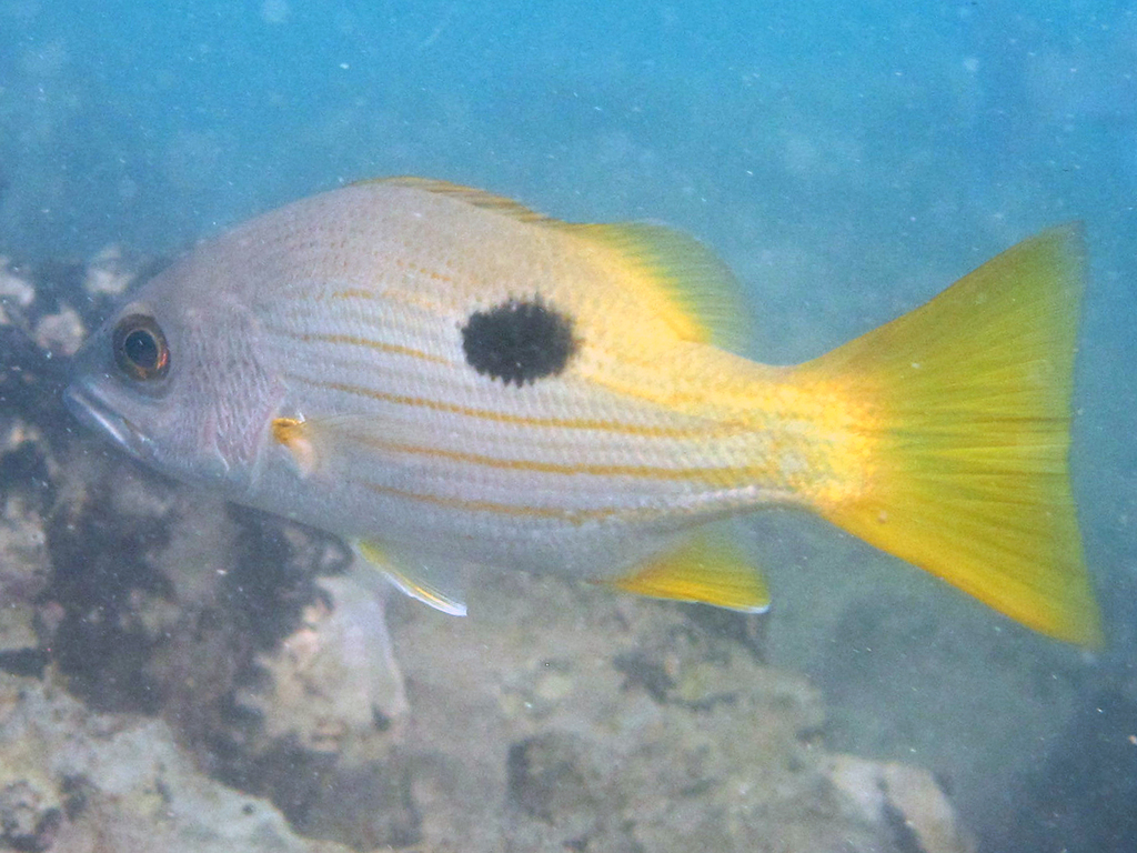 Ehrenberg's Snapper
