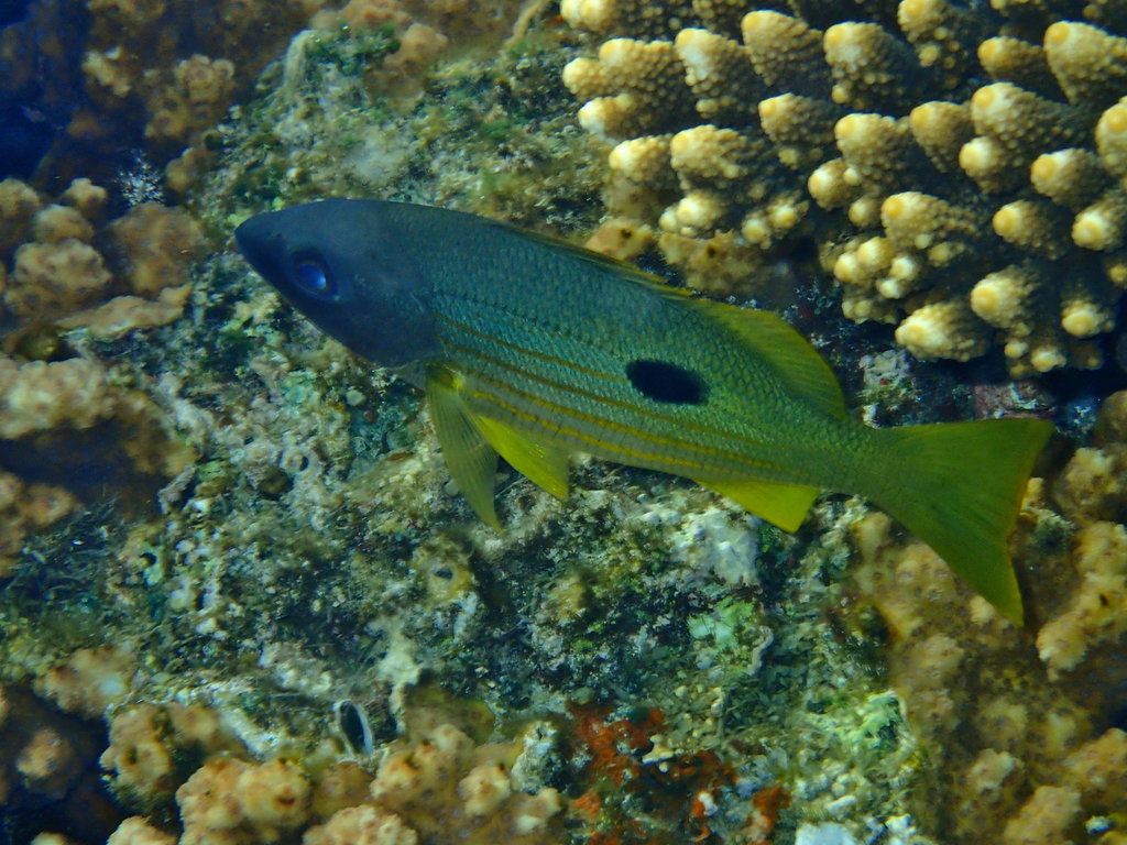 Ehrenberg's Snapper