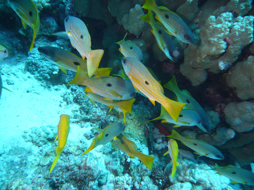 Ehrenberg's Snapper