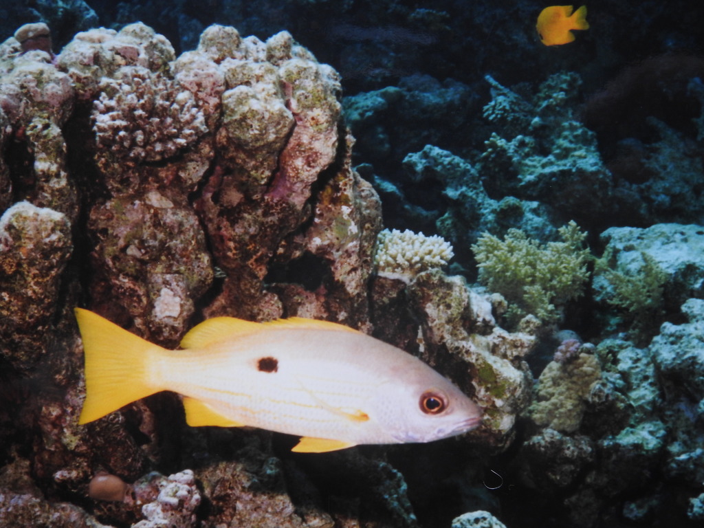 Ehrenberg's Snapper