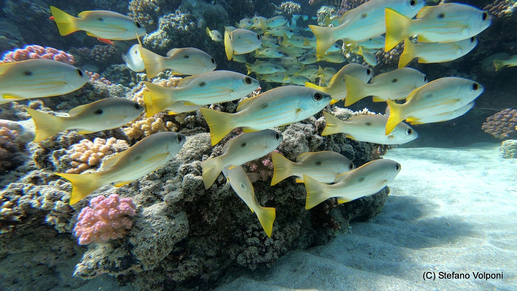 Ehrenberg's Snapper