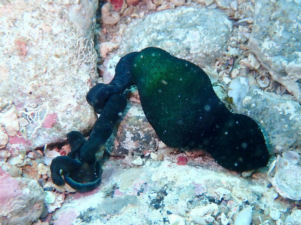 Green Spoonworm