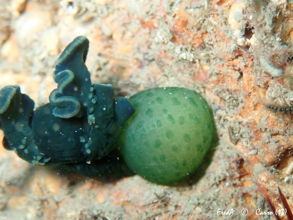 Green Spoonworm
