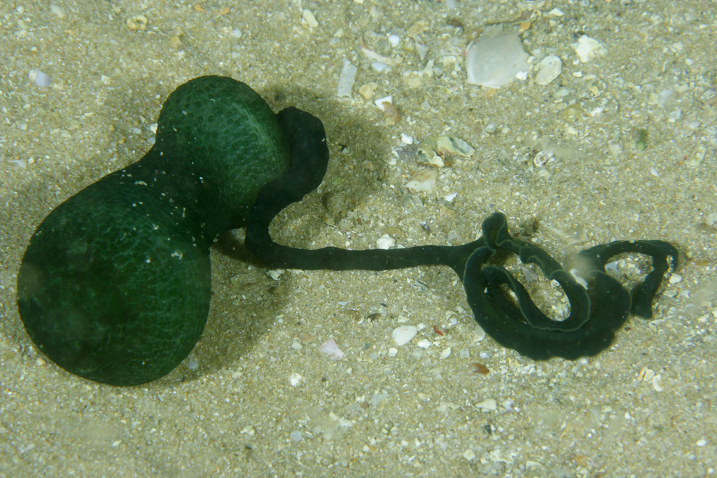 Green Spoonworm