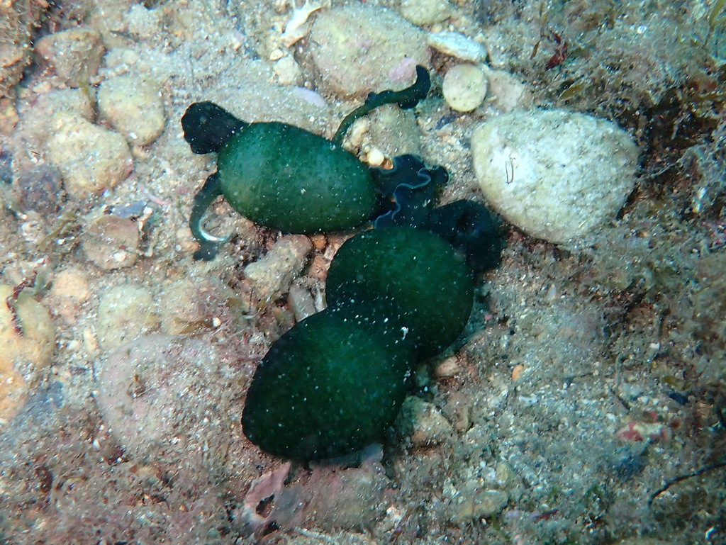Green Spoonworm