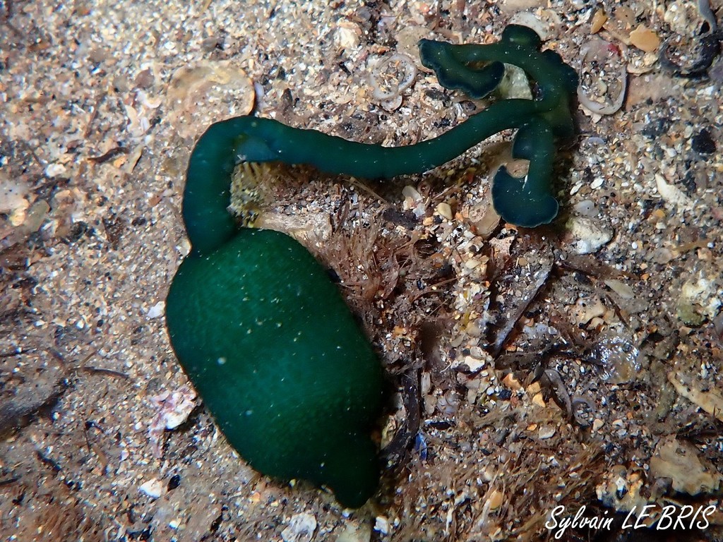 Green Spoonworm