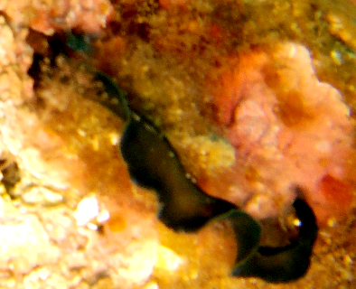 Green Spoonworm