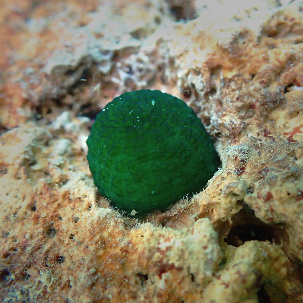 Green Spoonworm