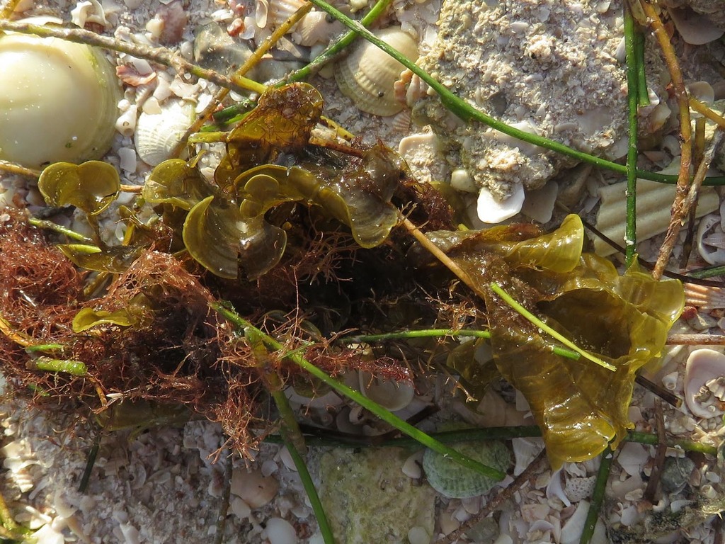 Padina Gymnospora