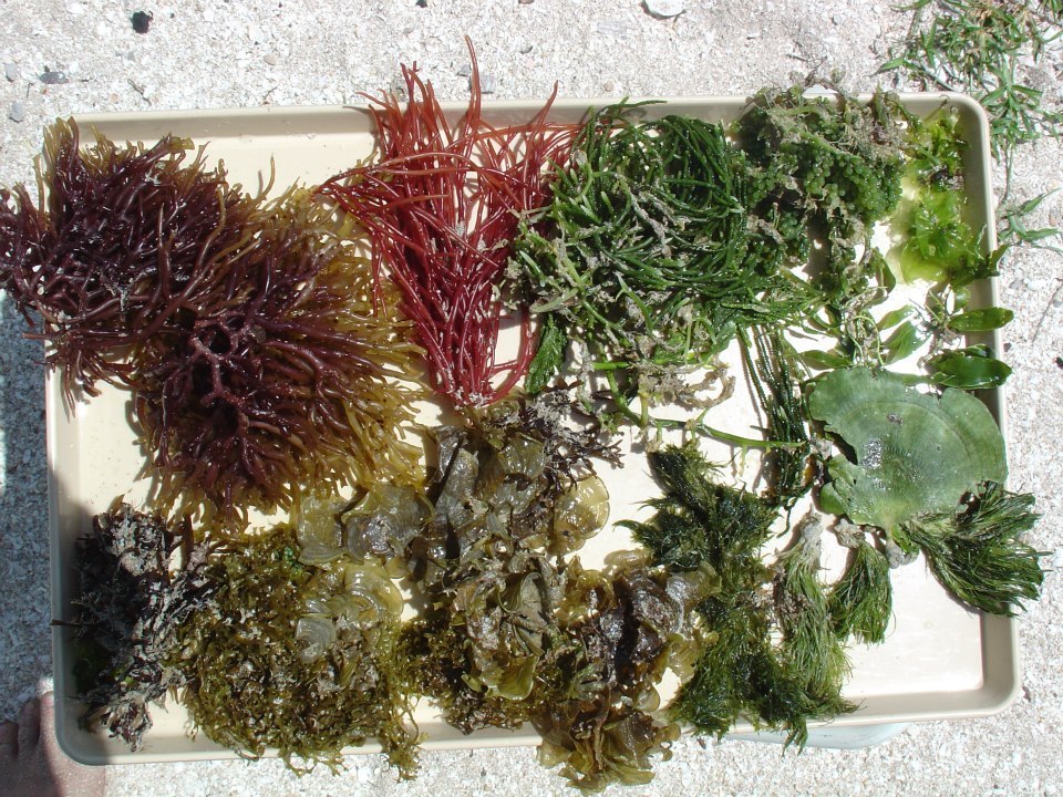 Padina Gymnospora