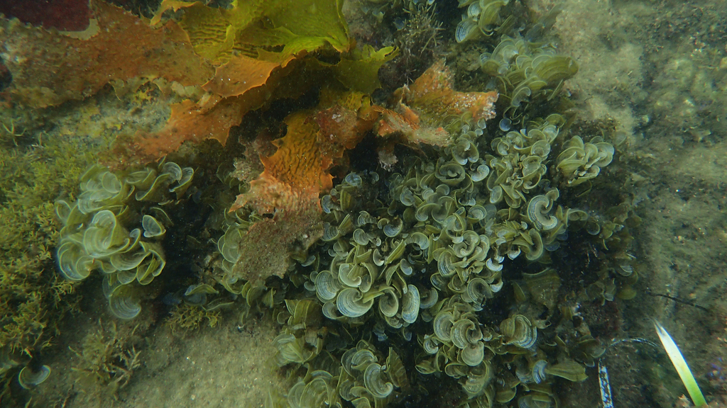 Padina Gymnospora