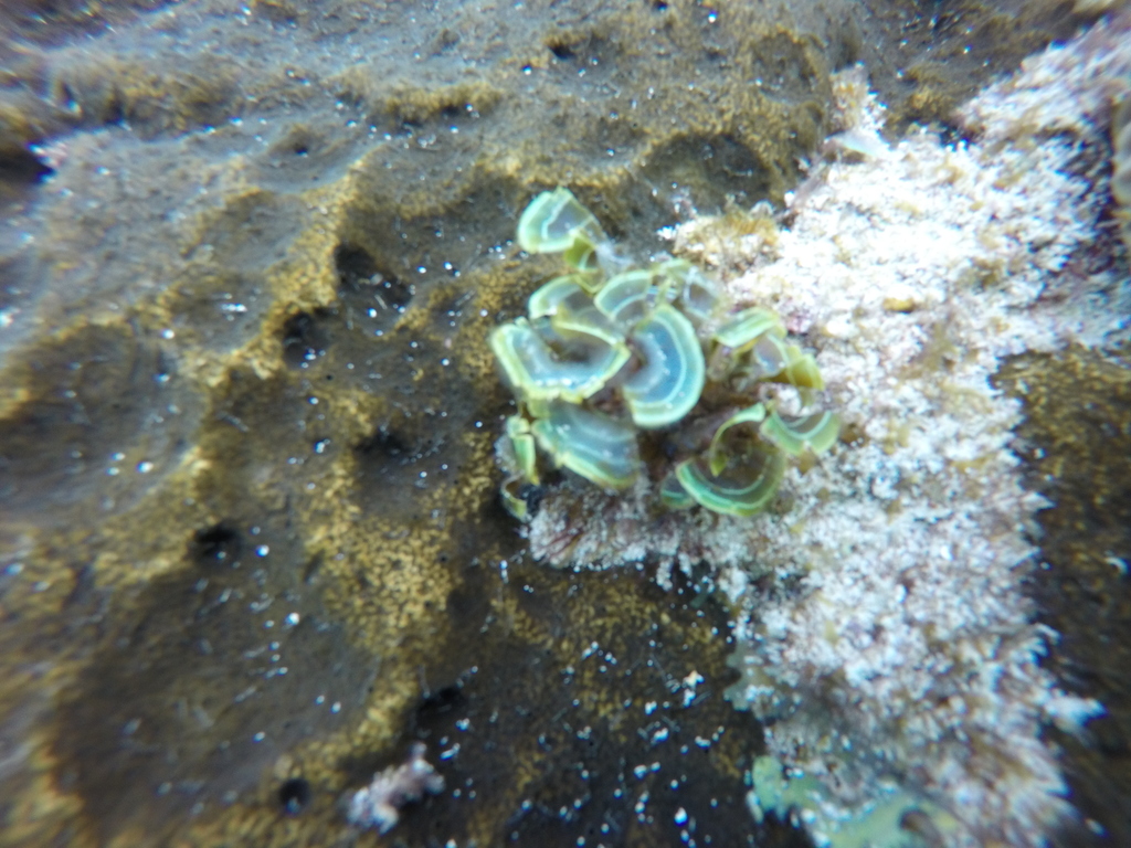 Padina Gymnospora