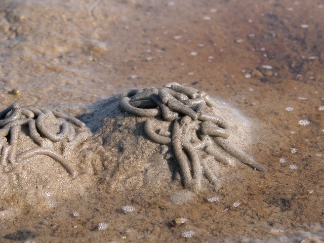 Blow Lugworm