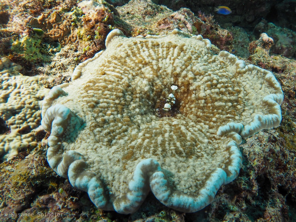 Adhesive Anemone