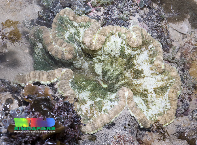 Adhesive Anemone