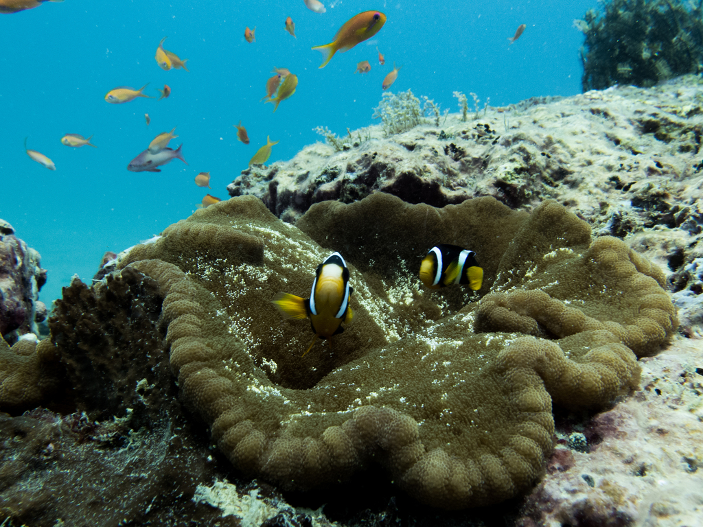 Adhesive Anemone