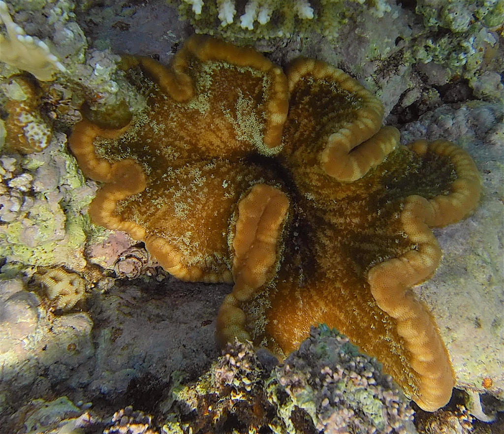 Adhesive Anemone