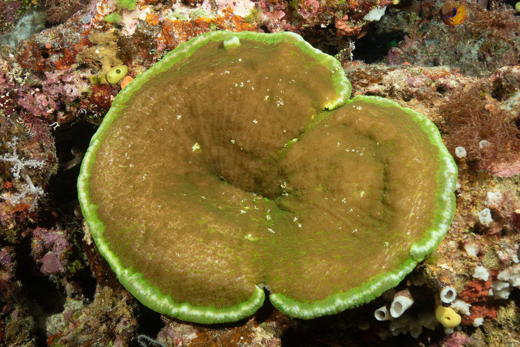 Adhesive Anemone