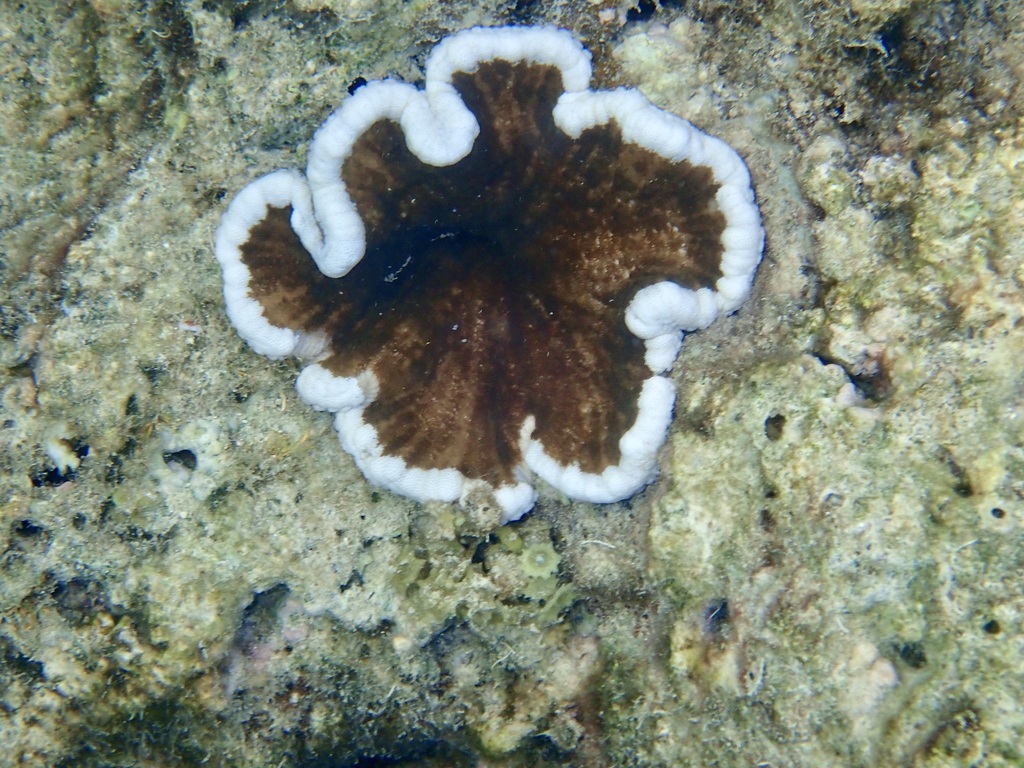 Adhesive Anemone