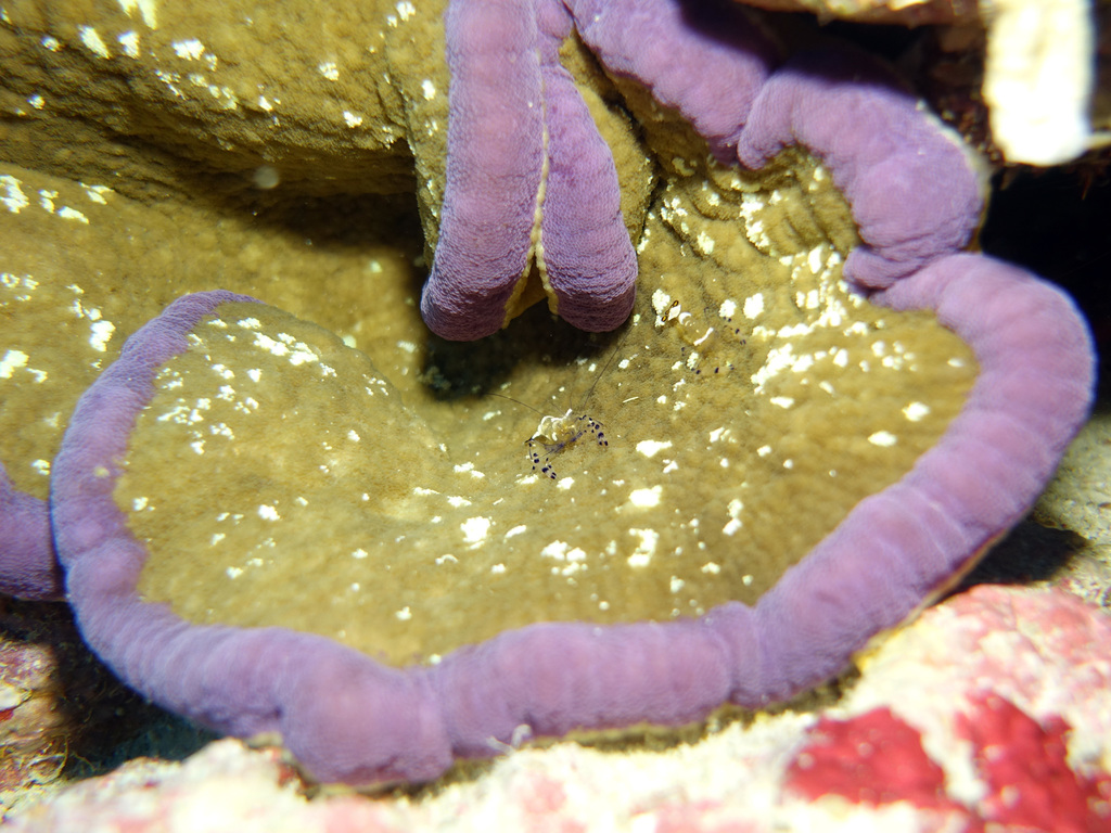 Adhesive Anemone