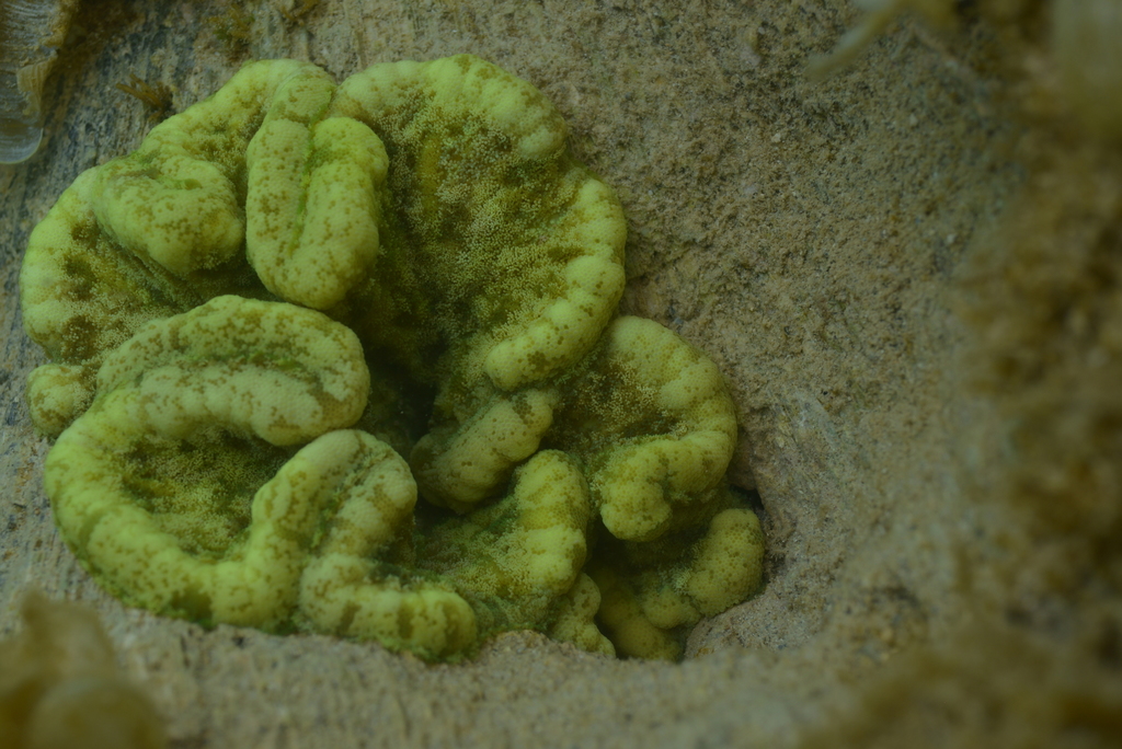 Adhesive Anemone