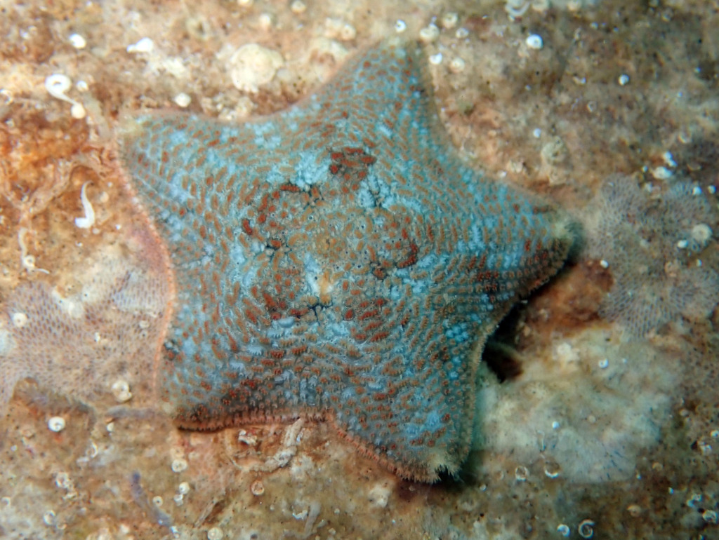 Cushion Star