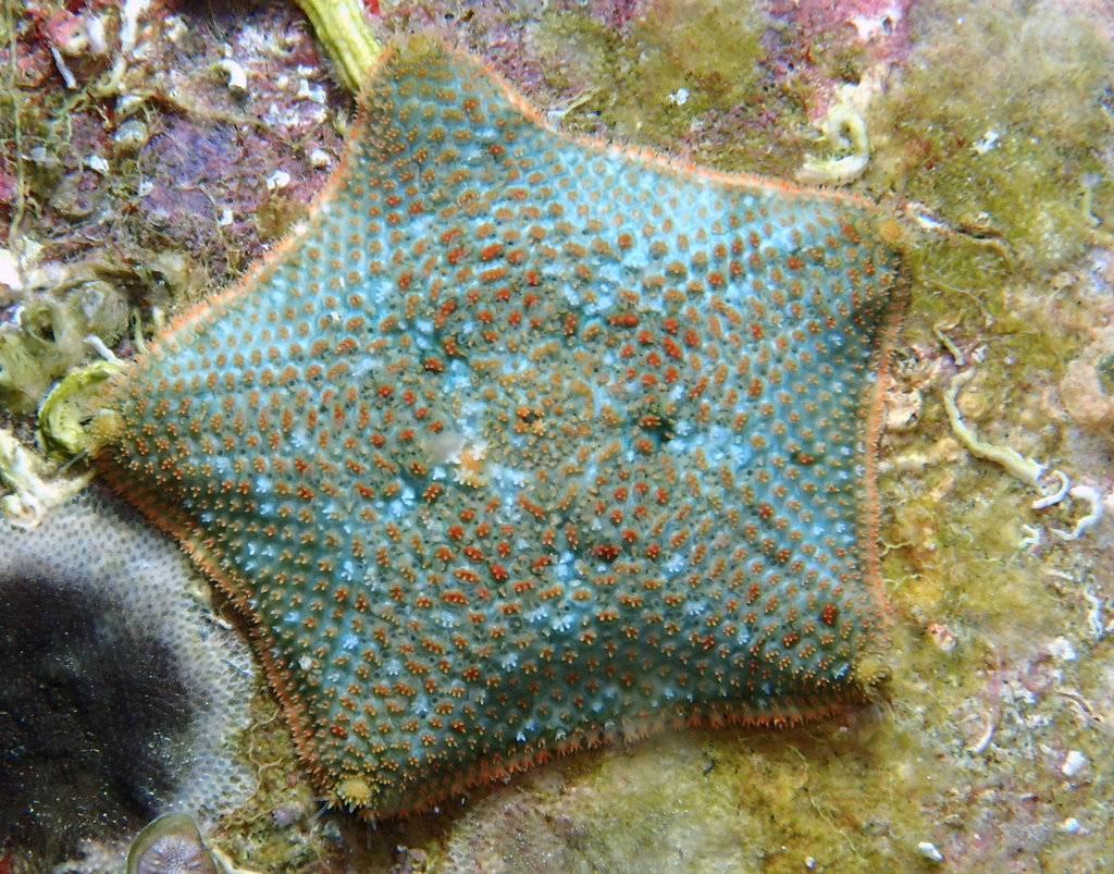Cushion Star