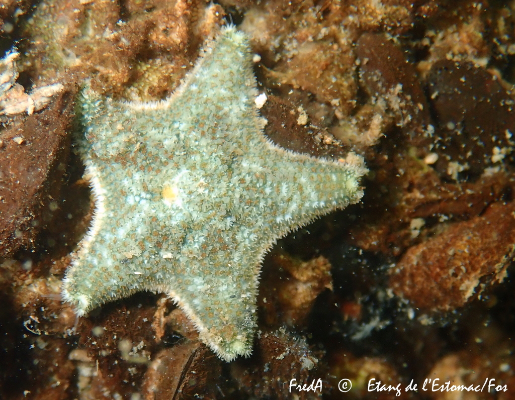 Cushion Star