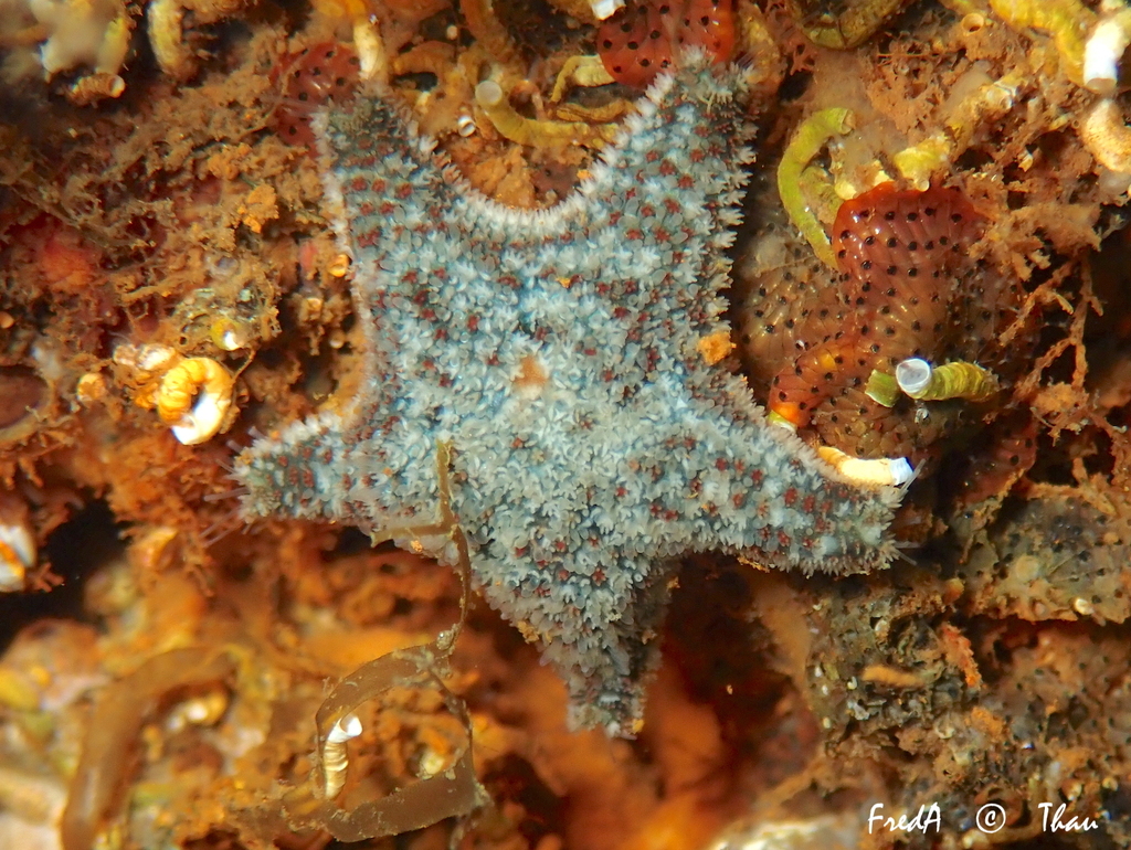 Cushion Star