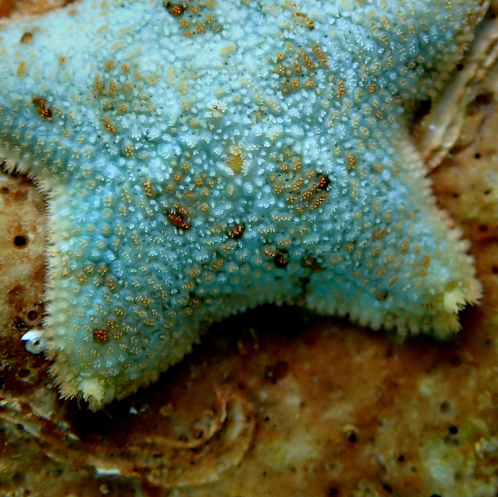 Cushion Star
