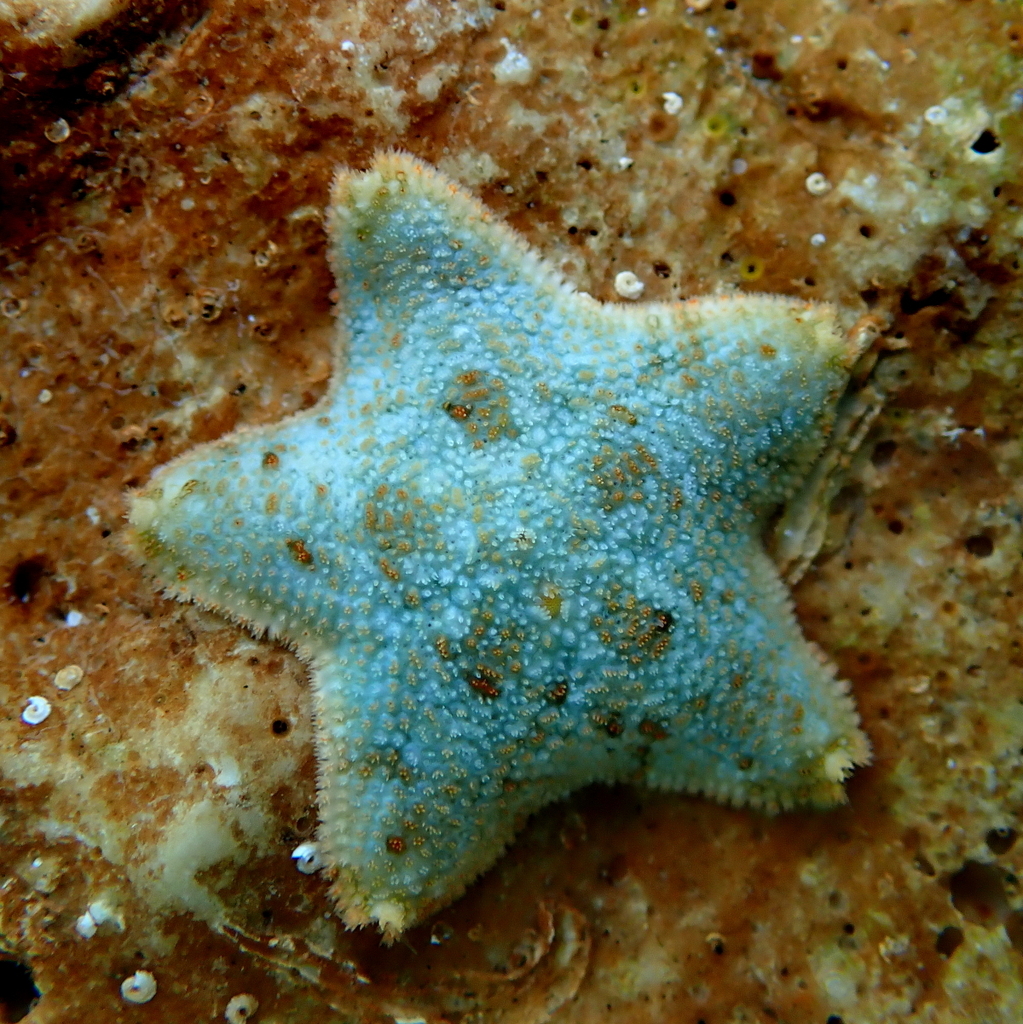 Cushion Star