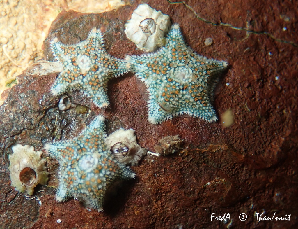 Cushion Star