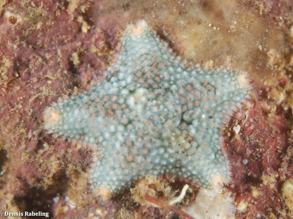 Cushion Star