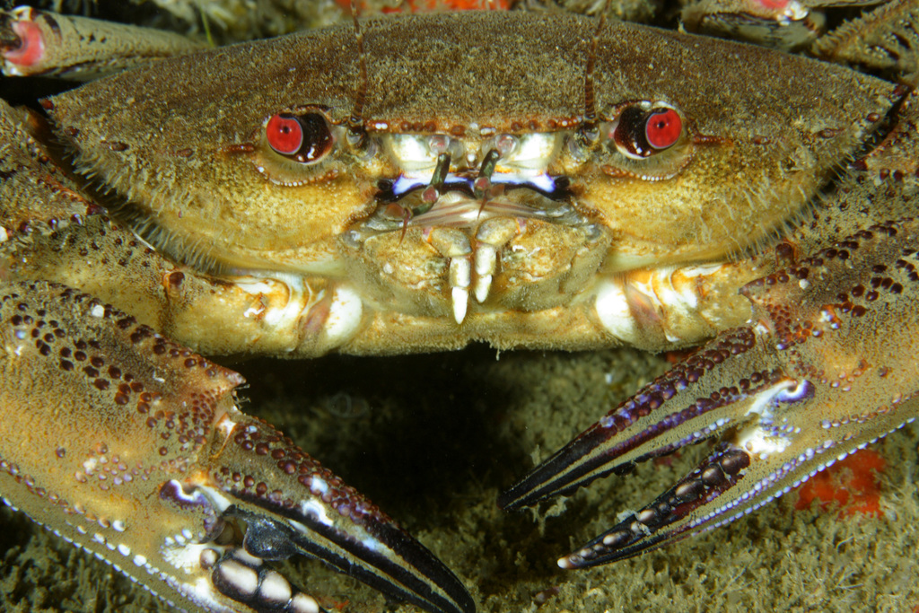 Velvet Swimming Crab