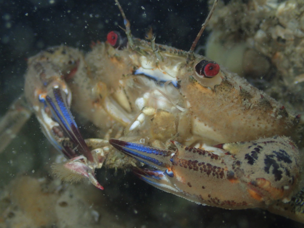 Velvet Swimming Crab