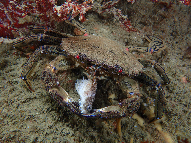 Velvet Swimming Crab