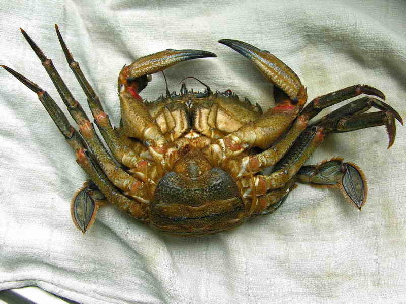 Velvet Swimming Crab
