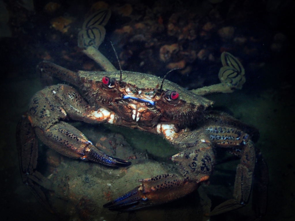 Velvet Swimming Crab