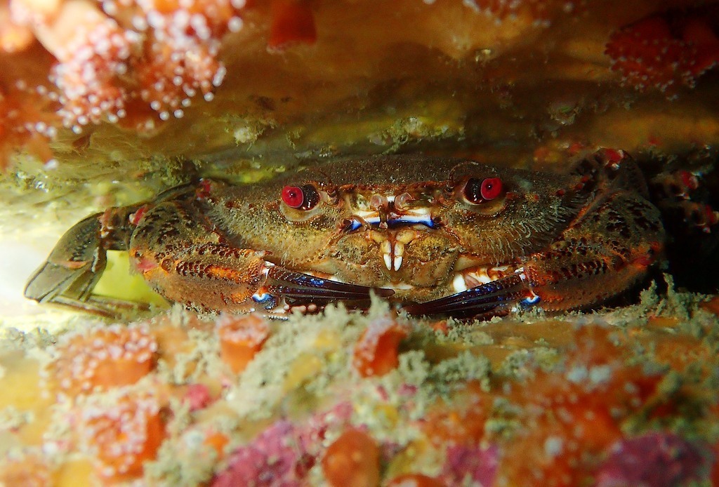 Velvet Swimming Crab
