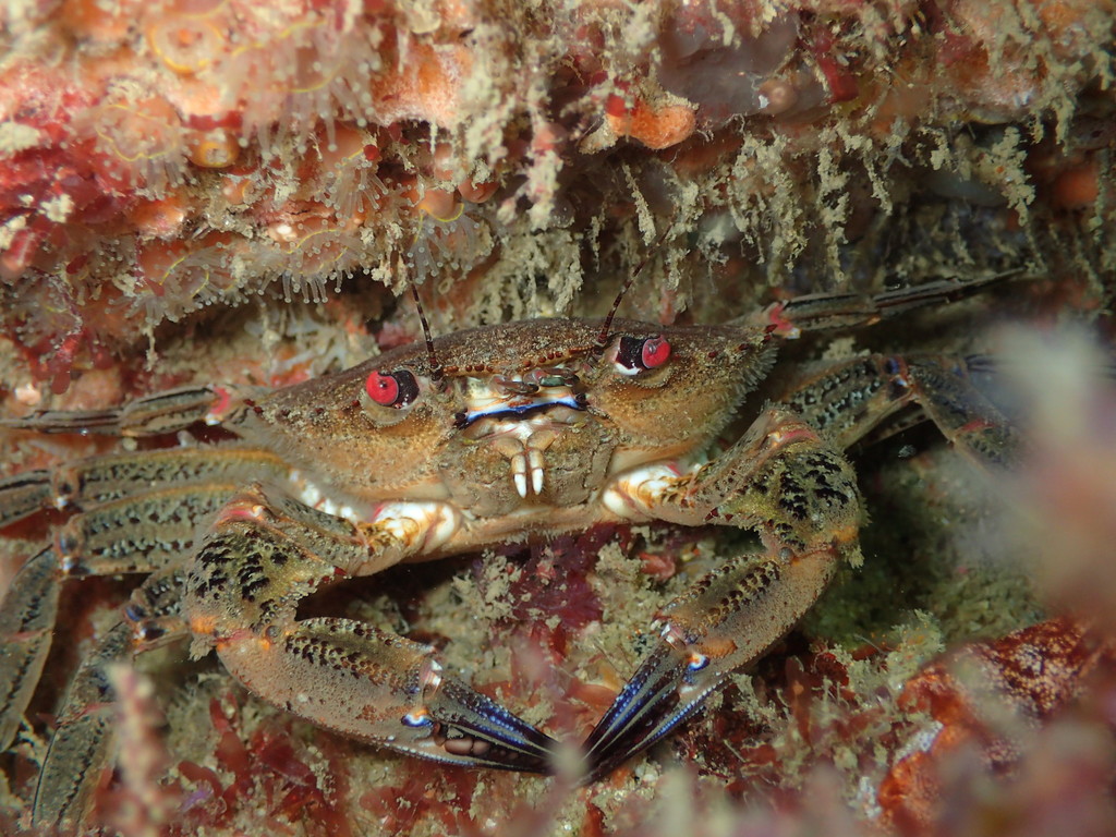 Velvet Swimming Crab