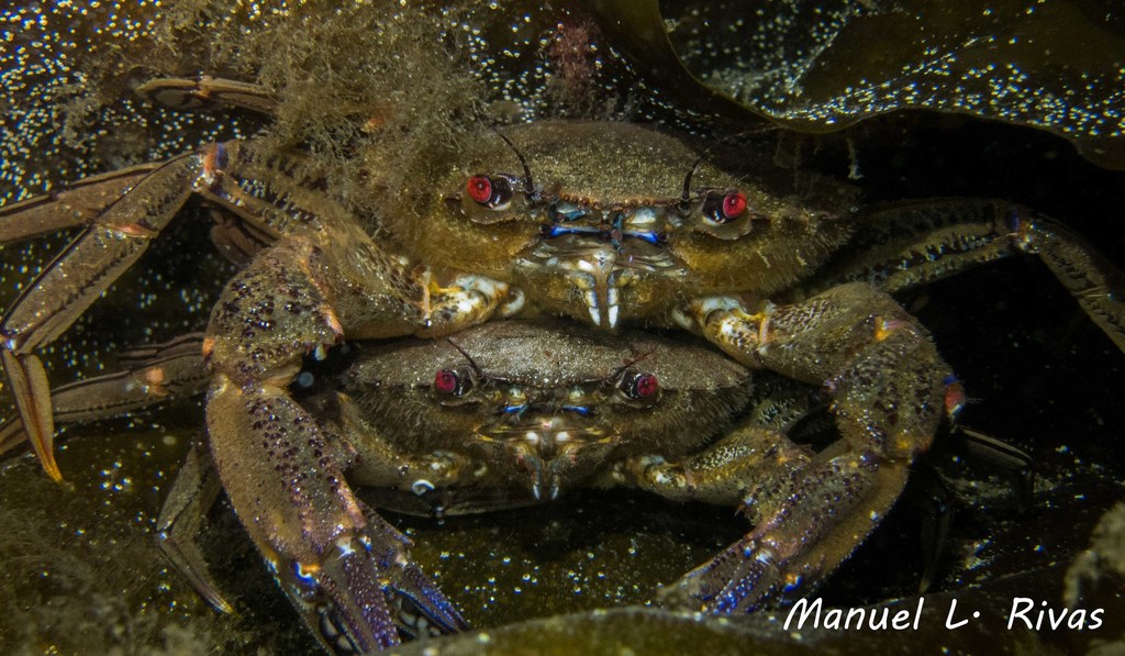 Velvet Swimming Crab