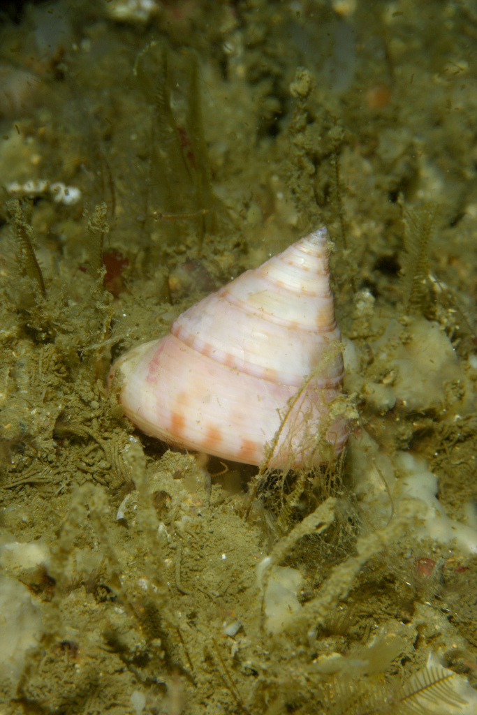 European Painted Top Shell