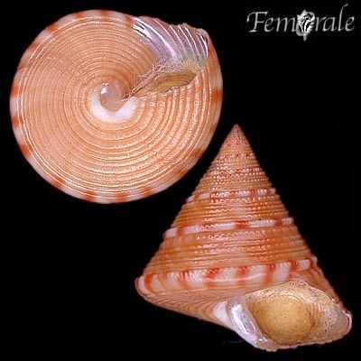 European Painted Top Shell