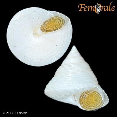 European Painted Top Shell